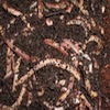 Vermiculture