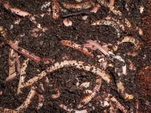 Vermiculture