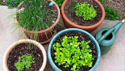 Container Gardening