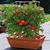 Container Gardening