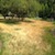 Lawn Care During Drought