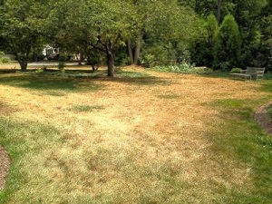Dry Weather Lawn Care: Let Grass Go Dormant