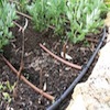 Drip Irrigation