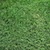 Drought Resistant Grass