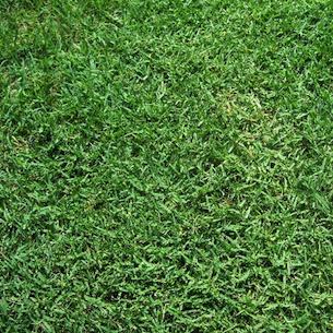 Drought Resistant Grass - Bermuda Grass
