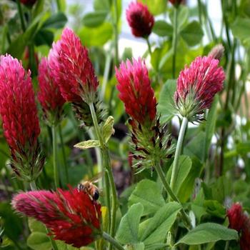 Crimson Clover