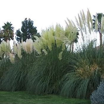 White Pampas Grass