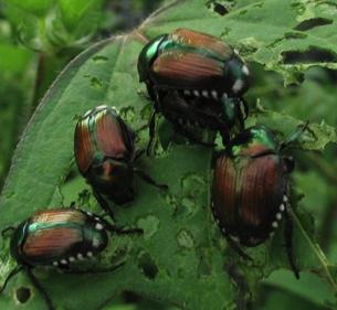 Japanese Beetles - Adult Lawn Grubs