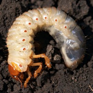 Lawn Grubs