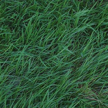 No Mow Grass - Zoysia Grass