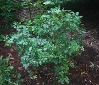 Pruning Roses