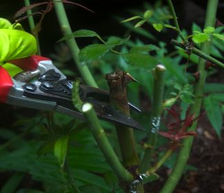 Pruning Roses